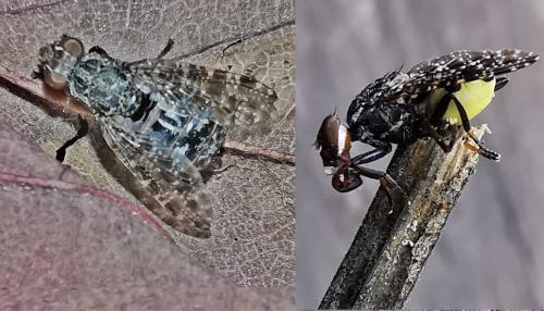 Platystoma lugubre